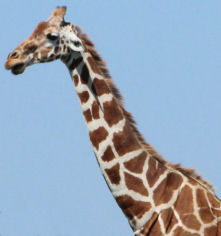 Female Giraffe number 2