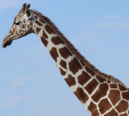 Female Giraffe number 30