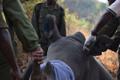 Capturing rhino for microchipping