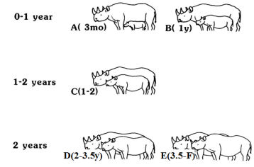 Rhino age classes